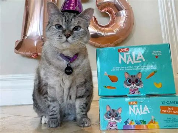 
Nala Cat Has a Net Worth of $100 Million, Making It the World’s Richest Cat 