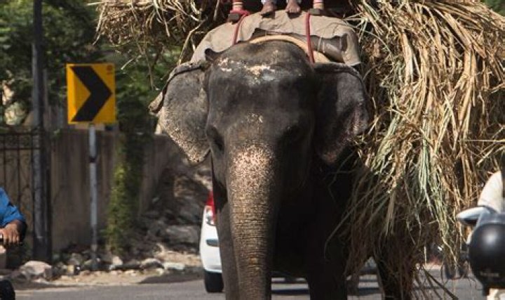 
What Is Maya Murmu? Elephant Poacher Was Killed In Raipal Village 