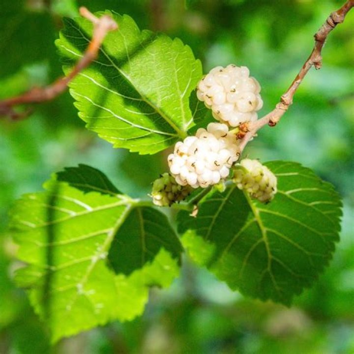 
What Was Lori McClintock Age? Tom McClintock Wife Death Cause Is White Mulberry Leaf 